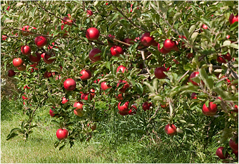 apple orchard