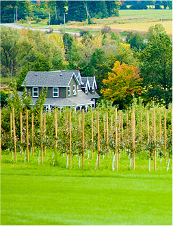 orchard