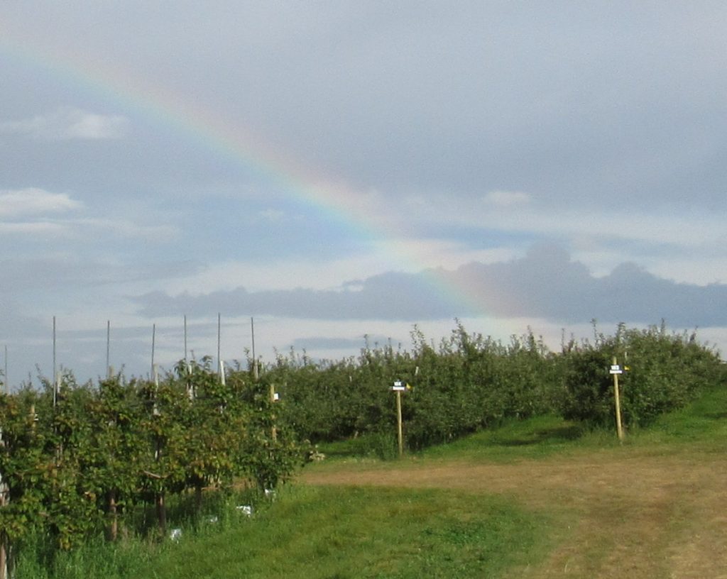Empty orchard with rainbow