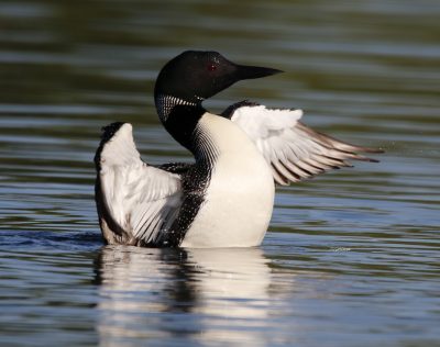 Loon from Sharon Gallina